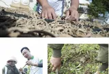 Hợp tác xã Sâm và dược liệu Ngọc Linh (Tu Mơ Rông): Sứ mệnh kết nối và phát triển tinh hoa di sản dược liệu quý trên đỉnh Ngọc Linh