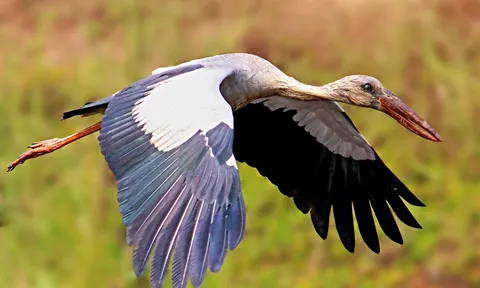Hà Tĩnh: Loài chim quý hiếm trong “Sách đỏ Việt Nam” xuất hiện trong thiên nhiên