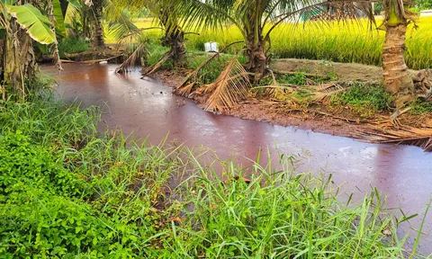 Tây Ninh: Nước thải từ khu công nghiệp chảy tràn ra kênh rạch