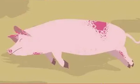 Đồng Nai: Phát hiện heo bệnh và thịt heo đã bốc mùi hôi