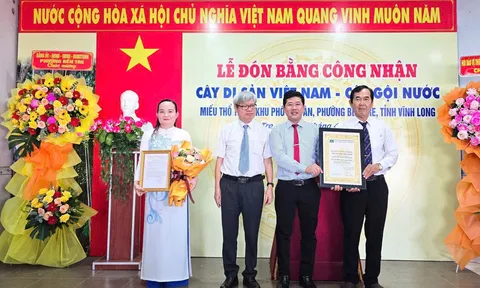 Bến Tre - Vĩnh Long: Đón Bằng công nhận Cây Di sản Việt Nam đối với cây Gội nước