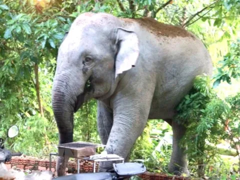 Voi rừng tấn công người dân ở Đồng Nai