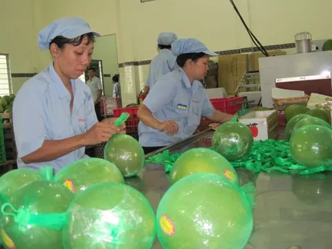 Quả bưởi Việt Nam trên hành trình chinh phục thị trường mới