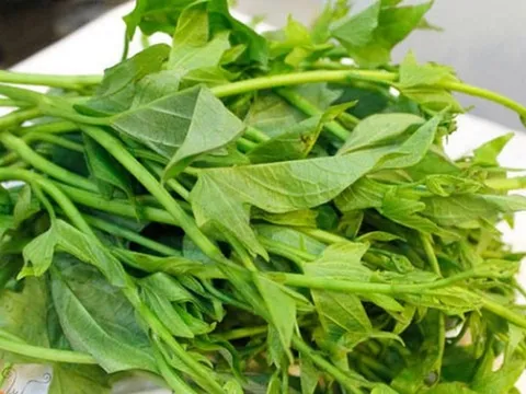 2 loại rau mọc hoang dại đầy ở Việt Nam được người Nhật gọi là rau trường thọ