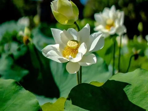 Tôn vinh và quảng bá nhiều loại sen quý trong Ngày hội Sen Huế 2023