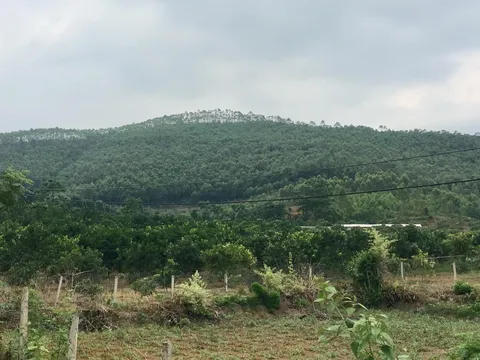 Đất ở ổn định bỗng dưng có người tới "đòi"