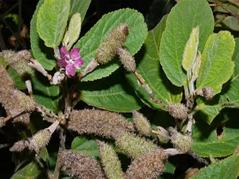 Cây an xoa có thật sự giúp 'cải tử hoàn sinh'?