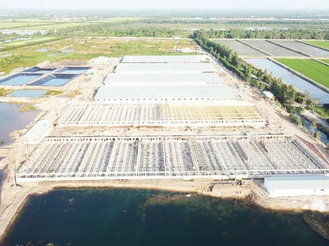 Đồng Tháp: Dân bức xúc vì trại nuôi heo gây mùi hôi