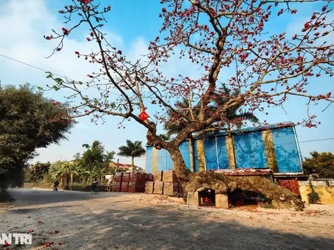 Cây gạo cổ trăm năm tuổi dáng thân rồng độc lạ ở Thái Bình