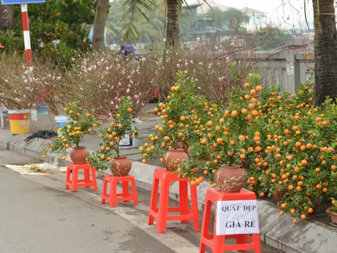 Báo Tây: Tết cổ truyền Việt Nam là bản giao hưởng tuyệt đẹp, rực rỡ và tinh tế