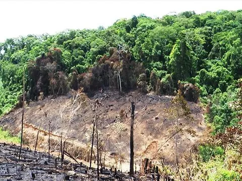 Bình Định: Biến 138 ha rừng phòng hộ thành đất nhà, cựu bí thư huyện ở Bình Định bị khởi tố