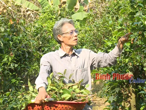 Bình Phước: Nông dân trồng loài cây có chứa chất chống ung thư, mỗi ngày hái lá bán thu tiền triệu