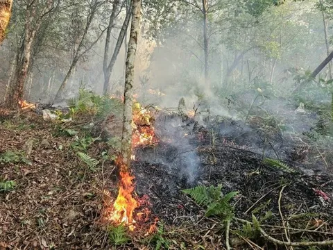 Hà Giang: Hai cán bộ kiểm lâm tử vong khi chữa cháy rừng