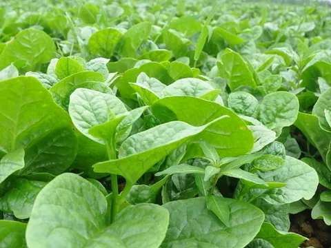 Mồng tơi là món ăn giúp thanh nhiệt và những lưu ý khi ăn