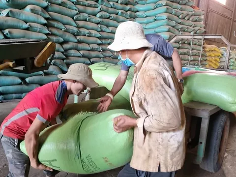 Đắk Lắk: Nghịch lý giá cà phê tăng cao nhưng doanh nghiệp lao đao