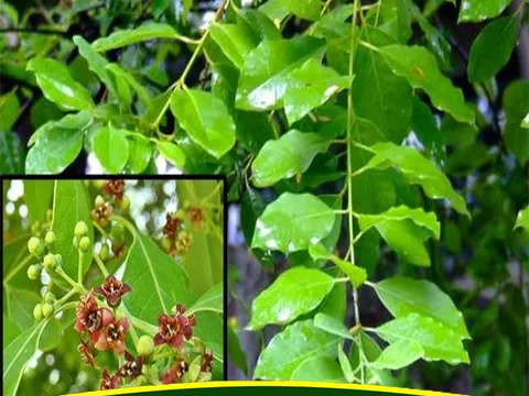 Quảng Trị: Cây đàn hương sau 13 năm ra gỗ quý, triển vọng mang lại nguồn thu nhập cao