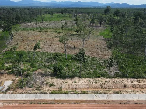 Gia Lai muốn ứng dụng khoa học phục hồi rừng khộp