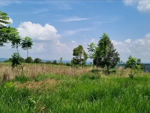 Đắk Nông: Vợ cũ bán đất giao sổ hồng giả, chồng cũ cưa hạ cà phê trồng trên thửa đất và bị truy tố