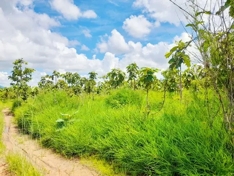 Gia Lai: Tập đoàn Đức Long thuê gần 900 ha rừng nhưng không triển khai dự án