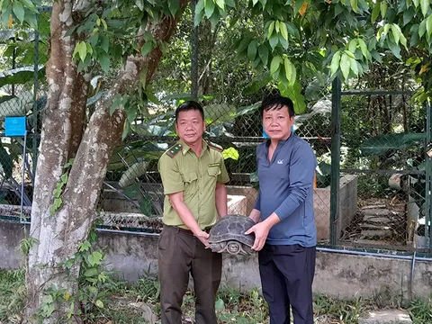 Đi làm đồng, người đàn ông bắt được rùa quý nặng hơn 15 kg