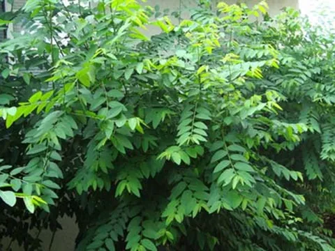 Các loại rau ngăn tăng đường huyết