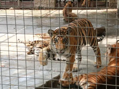 Vụ hổ chết hàng loạt ở Đồng Nai: Hai mẫu hổ chết dương tính với virus H5N1