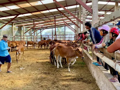 Long An: Trao 56 con bò giống cho hộ nghèo, cận nghèo tại huyện Tân Hưng