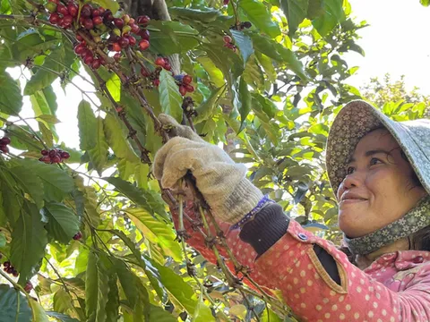 Mùa cà phê chín, người lao động thời vụ tìm về Tây Nguyên để hái thuê