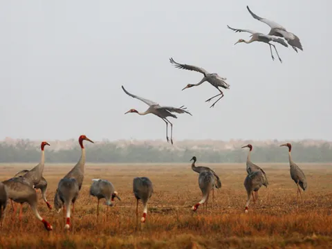 “Đôi mắt” giữ Sếu ở Vườn Quốc gia Tràm Chim