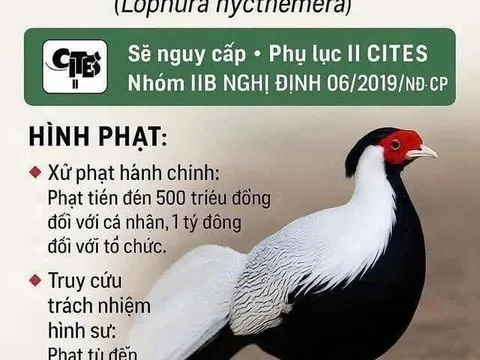 Gà lôi trắng - Loài chim đẹp được pháp luật Việt Nam bảo vệ nghiêm ngặt