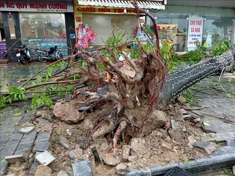 Bão số 5 gây thương vong và nhiều thiệt hại tại các địa phương