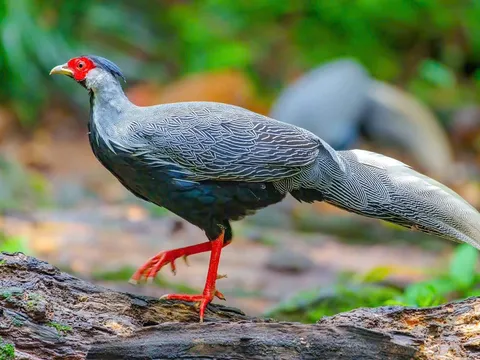 Ngày mai, TAND tỉnh Hưng Yên xử phúc thẩm vụ gà lôi trắng