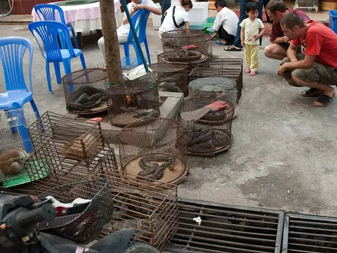 TPHCM xử lý 5 tiểu thương lấn chiếm lòng lề đường bán 1.000 con chim hoang dã