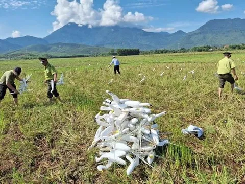 Huế triển khai nhiều biện pháp để ngăn chặn nạn săn bắt chim hoang dã