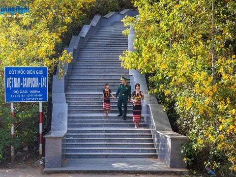 Hoa dã quỳ rực rỡ sắc vàng nơi Cột mốc ba biên