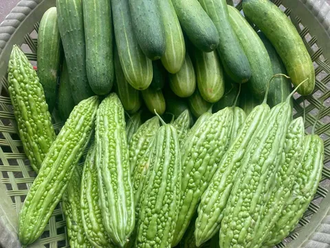 Thực phẩm có vị đắng: Lợi ích cho sức khỏe