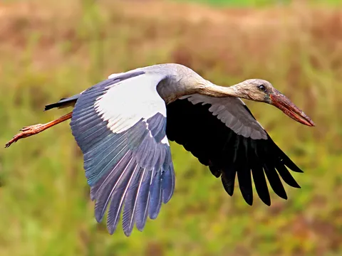 Hà Tĩnh: Loài chim quý hiếm trong “Sách đỏ Việt Nam” xuất hiện trong thiên nhiên
