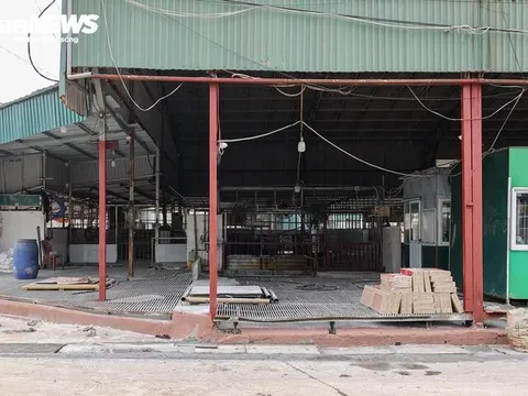 Cận cảnh lò mổ tuồn gần 300 tấn lợn bệnh vào trường học, chợ đầu mối ở Hà Nội